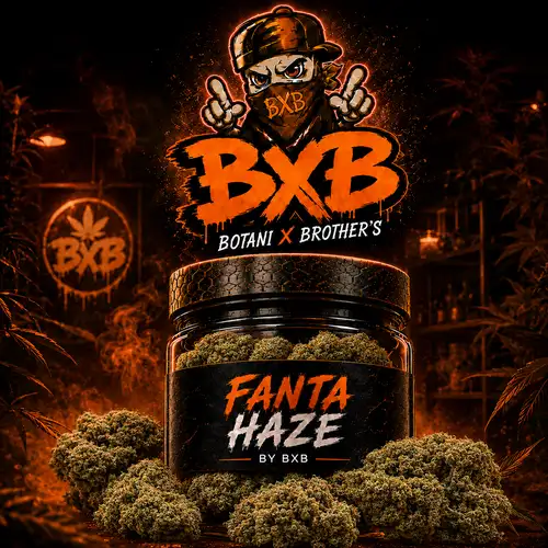 Fanta Haze – Fleur CBD Hydroponic Bio - Gamme Sélection