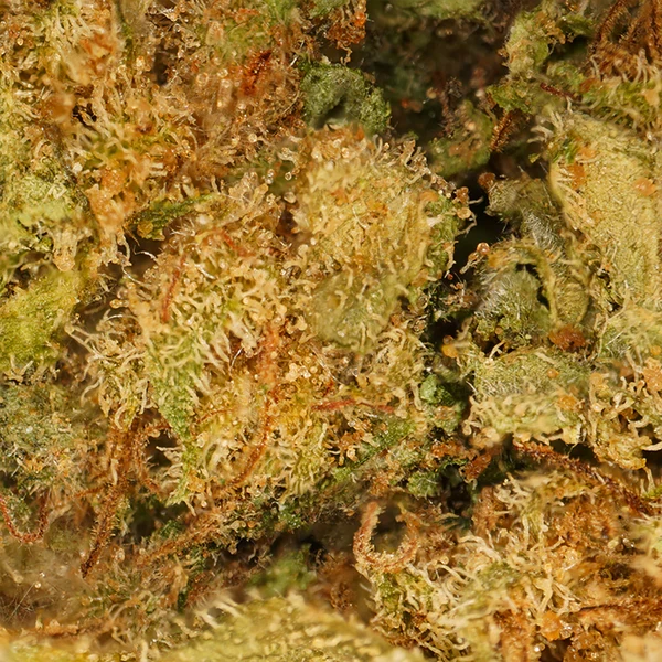 Gelato – Fleur CBD Indoor Bio - Gamme Sélection
