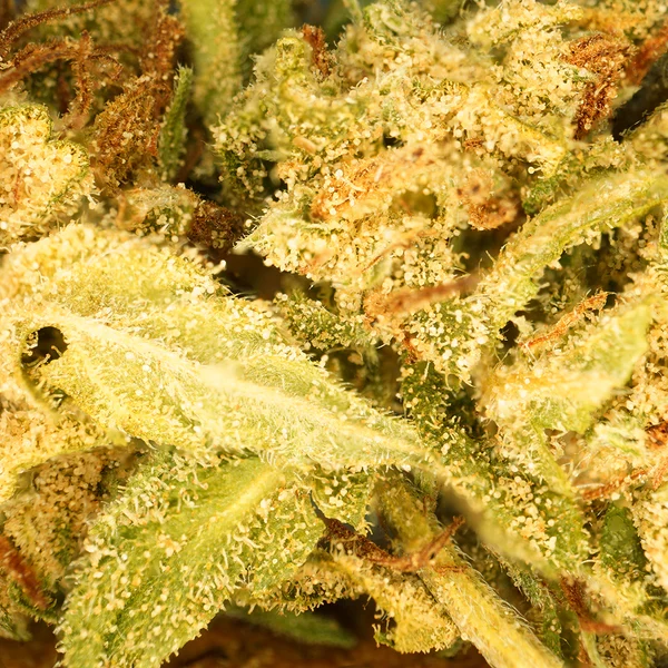 Lemon Cake – Fleur CBD Indoor Bio - Gamme Sélection