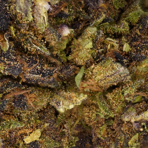 Purple Haze – Fleur CBD Green House 100% Bio - Gamme Sélection