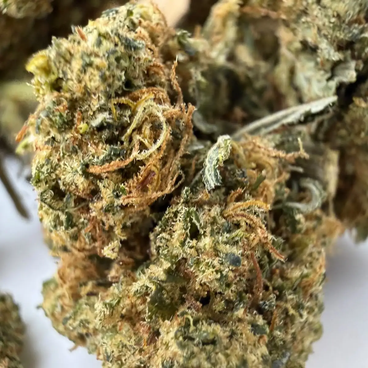 SUNSET SHORBET – Fleurs CBD Premium